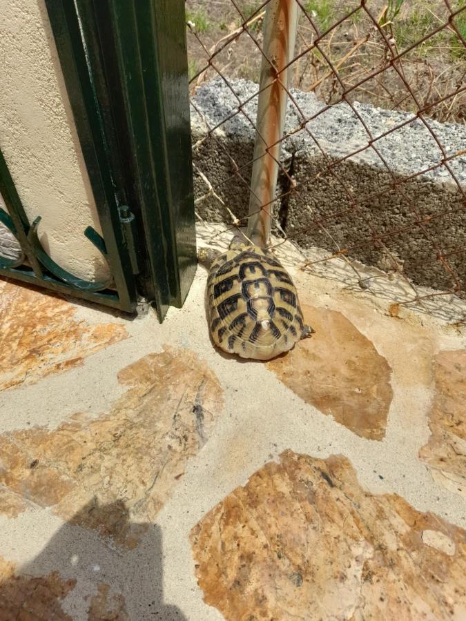 Dom wakacyjny Tsanta House Agios Gordios (Corfu)